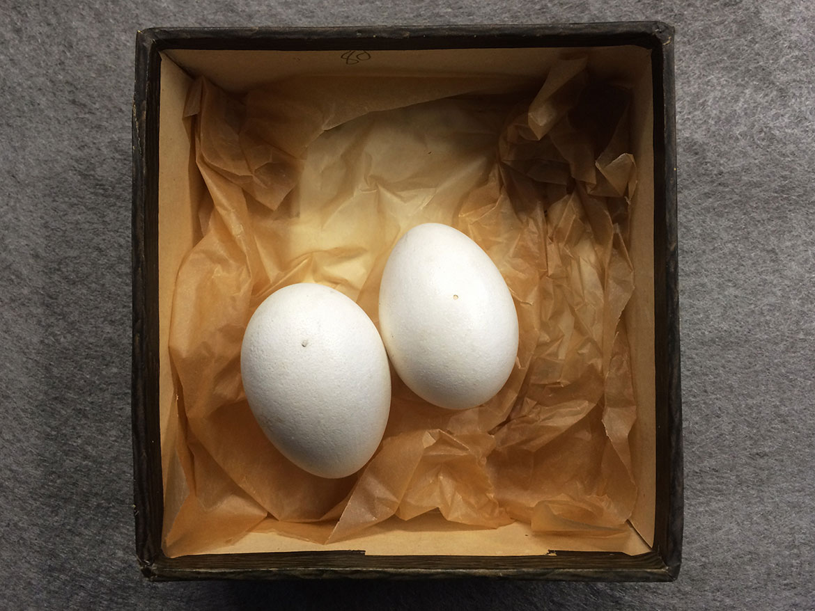 Fågelägg från samlingarna på Vänersborgs museum.